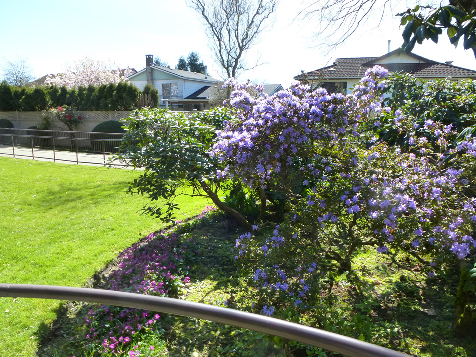 P1010283_2 Spring flowers adding colour to Kopernik Lodge grounds